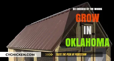 Chicken of the Woods in Oklahoma: Where and When to Find Them