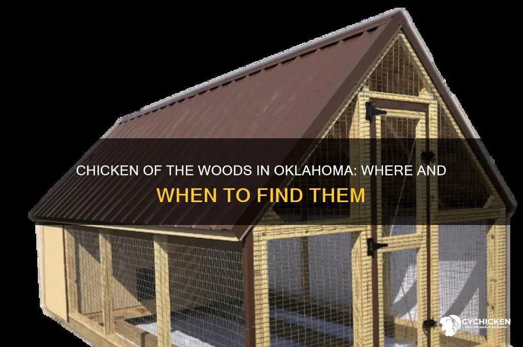 do chicken of the woods grow in oklahoma