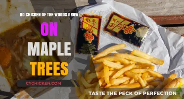 Chicken of the Woods: Maple Tree Growth