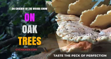 Where Do Chicken of the Woods Mushrooms Grow?