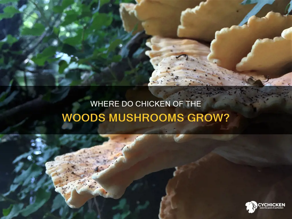do chicken of the woods grow on oak trees