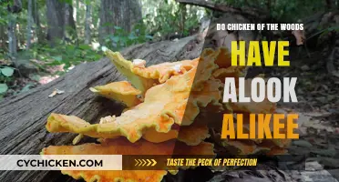 Identifying Chicken of the Woods: Beware of Toxic Look-Alike Mushrooms