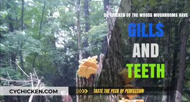 Chicken of the Woods: Gills, Teeth, and More