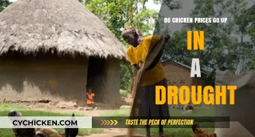 Drought's Impact: Rising Chicken Prices and Food Security Concerns