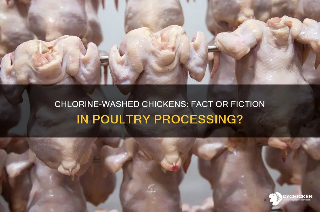 do chicken processors put chickens in chlorine