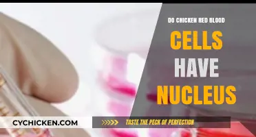 Do Chicken Red Blood Cells Have a Nucleus? Unveiling the Truth