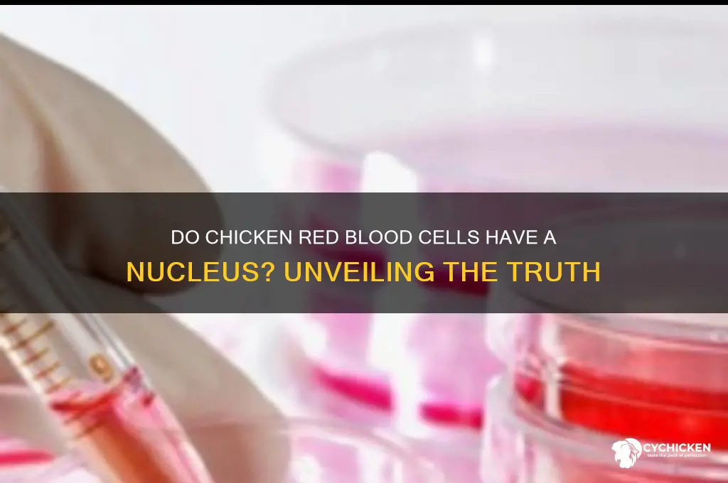 do chicken red blood cells have nucleus
