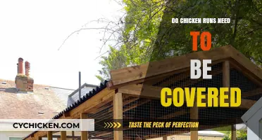 Should You Cover Your Chicken Run? Essential Tips for Poultry Owners