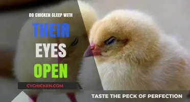 Do Chickens Sleep with Their Eyes Open? Unveiling the Truth