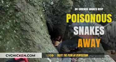 Chicken Snakes: Natural Deterrents for Poisonous Snakes or Myth?