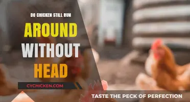 Can Chickens Survive and Run Without Their Heads? The Truth Revealed