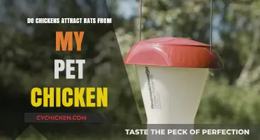 Do Chickens Attract Rats? Facts and Prevention Tips for Pet Owners