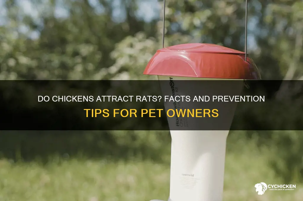 do chickens attract rats from my pet chicken