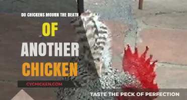 Do Chickens Grieve? Understanding Flock Dynamics After a Loss