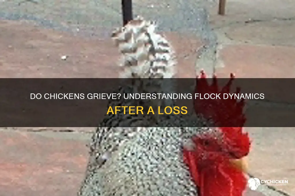 do chickens mourn the death of another chicken