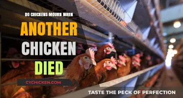 Do Chickens Grieve? Exploring Emotional Responses to Flockmate Loss