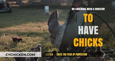Can Hens Lay Fertile Eggs Without a Rooster? The Truth Revealed