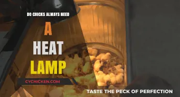 Do Chicks Always Need a Heat Lamp? Essential Care Tips