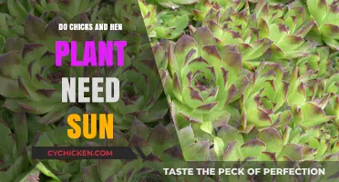 Sunlight Essentials: Do Chicks and Hens Plants Thrive in Sunlight?