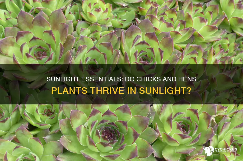 do chicks and hen plant need sun
