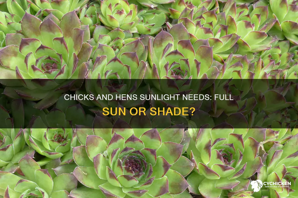 do chicks and hens need full sun