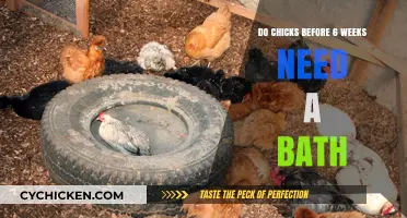 Should You Bathe Chicks Under 6 Weeks? Essential Care Tips