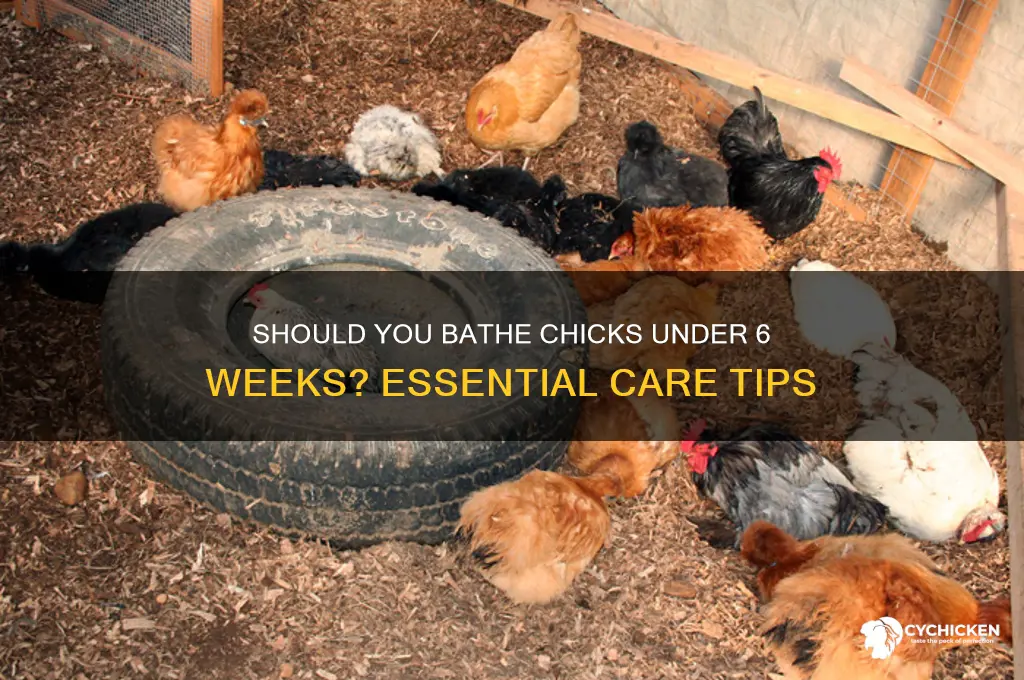 do chicks before 6 weeks need a bath