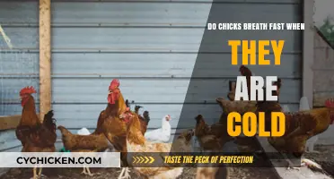 Chicks' Breathing Rate: How Cold Temperatures Affect Their Respiration