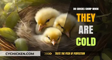 Do Chicks Chirp When Cold? Understanding Their Sounds and Behavior