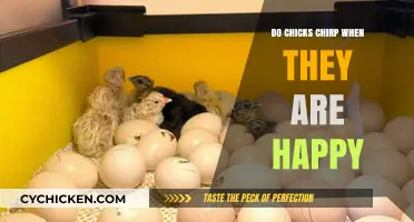 Do Happy Chicks Chirp? Exploring the Joyful Sounds of Baby Chickens