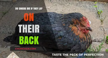 Why Do Chicks Die When on Their Backs?