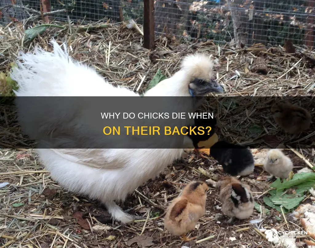 do chicks die if they lay on their back
