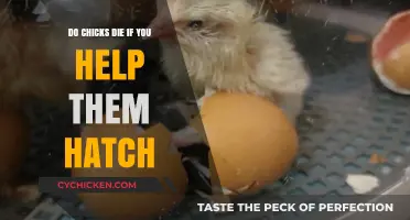 Helping Chicks Hatch: Risks, Benefits, and Ethical Considerations Explained