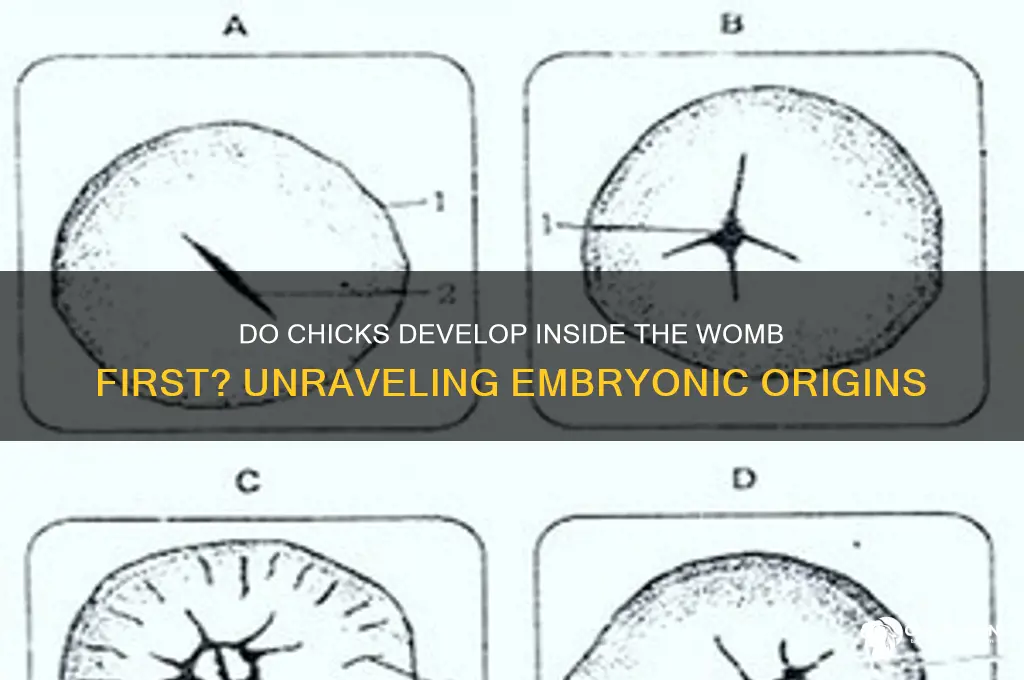 do chicks form inside the womb first