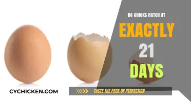Chicks Hatching: Unraveling the 21-Day Myth and Reality