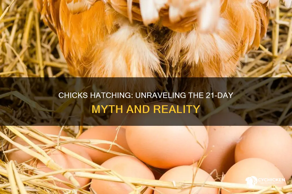 do chicks hatch at exactly 21 days