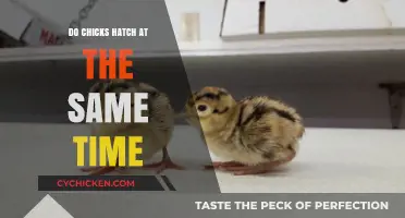 Do Chicks Hatch Simultaneously? Exploring the Timing of Hatching