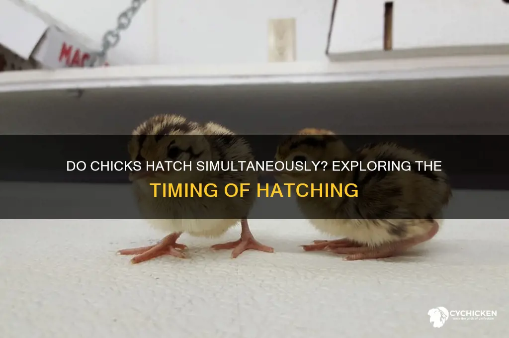 do chicks hatch at the same time