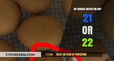 Chick Hatching Timeline: Day 21 or 22 Explained