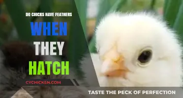 Do Chicks Have Feathers at Hatching? Uncovering the Truth