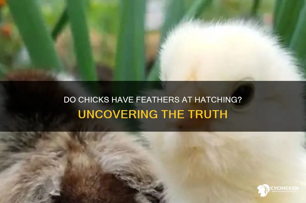 do chicks have feathers when they hatch