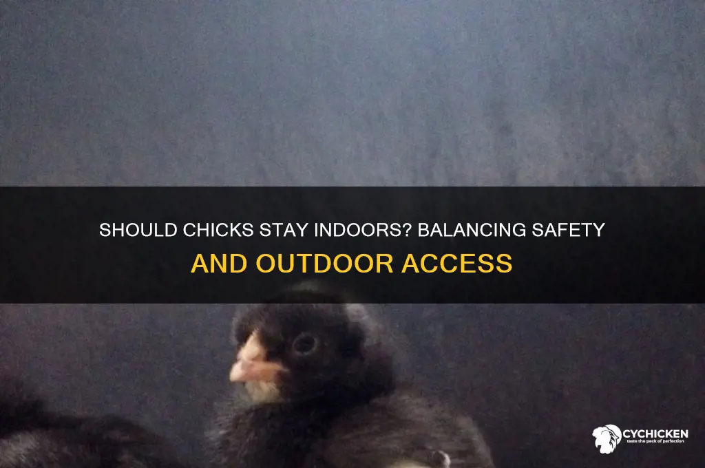 do chicks have to be kept indoors