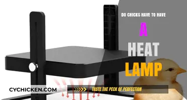 Do Chicks Need a Heat Lamp? Essential Care Tips Revealed