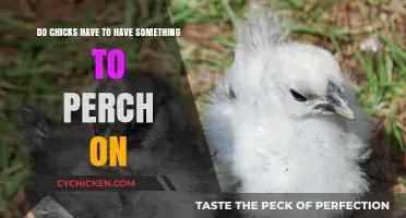 Chicks Need Perches: What You Need to Know