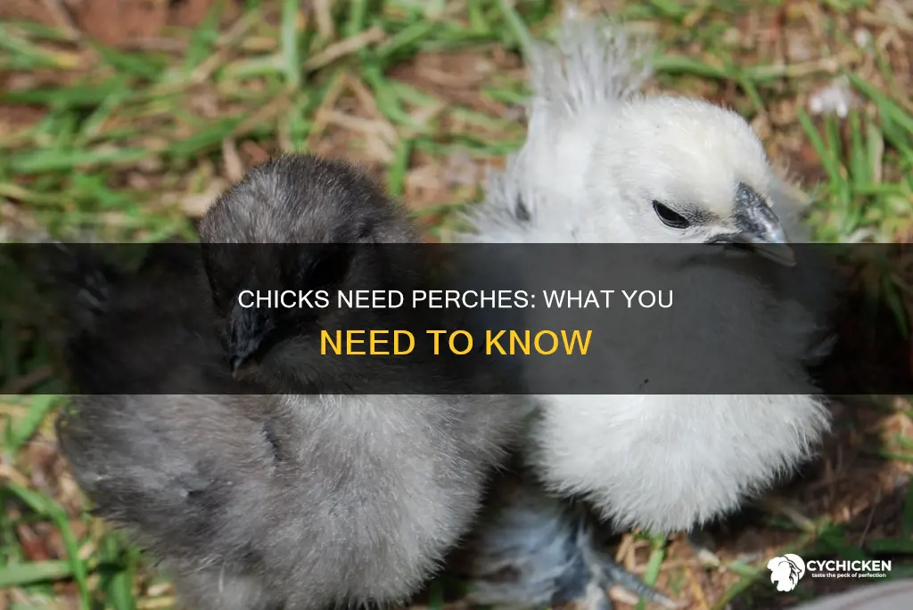 do chicks have to have something to perch on
