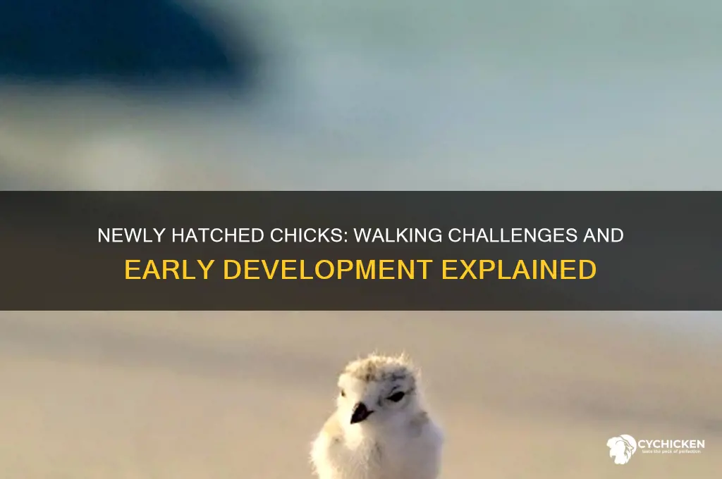 do chicks have trouble walking when firsted hatched