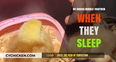 Why Do Chicks Huddle Together When They Sleep? Exploring the Behavior