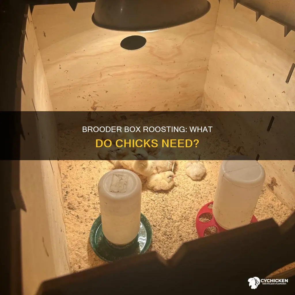 do chicks in brooder box need something to roost on