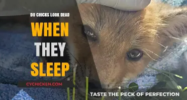 Why Sleeping Chicks Appear Lifeless: Unraveling Their Unique Resting Behavior