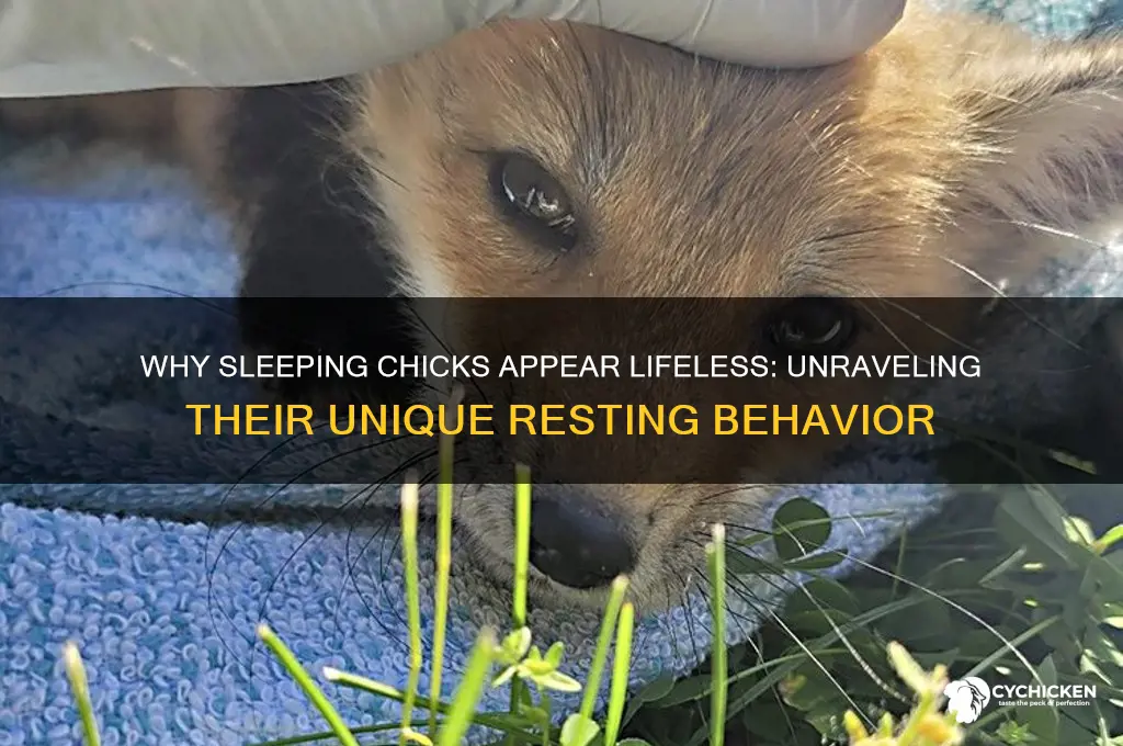 do chicks look dead when they sleep